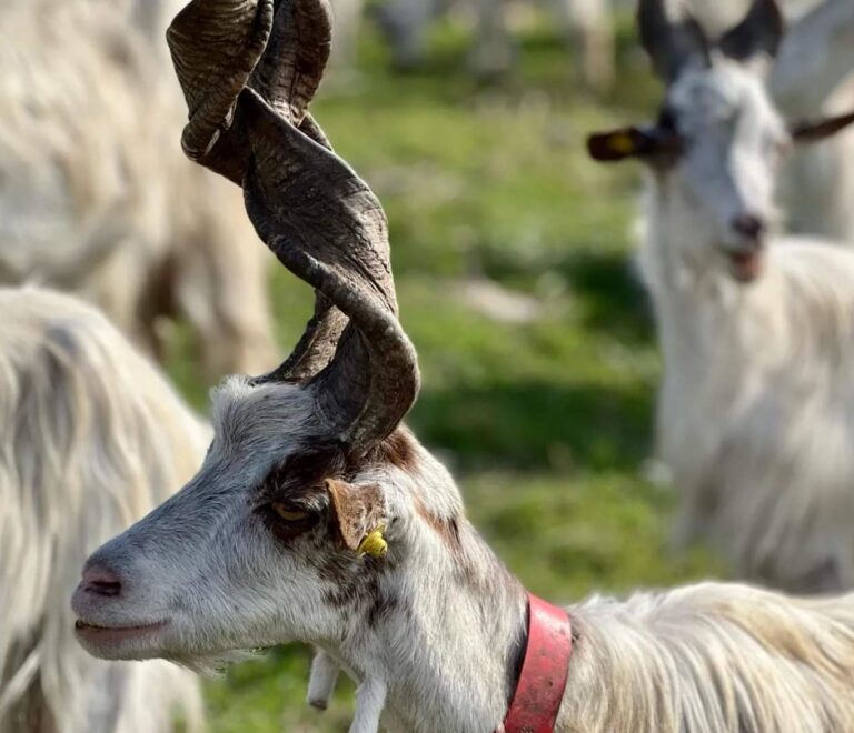 La Girgentana è rinomata per la dolcezza del suo latte