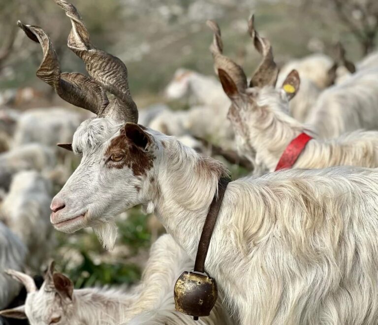 Le capre di razza Girgentana dell'azienda La Mannirata