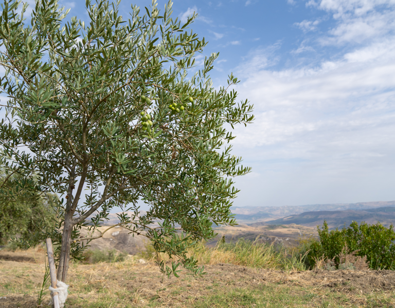 Le olive coltivate nei terreni di famiglia